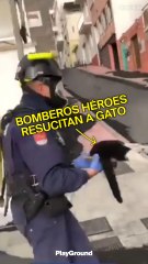 Bomberos héroes resucitan gato