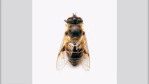 Covid-19 : des abeilles dressées pour détecter le virus