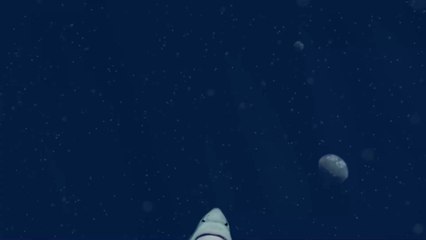 Requin : Quelles sont les espèces les plus dangereuses pour l'Homme ?