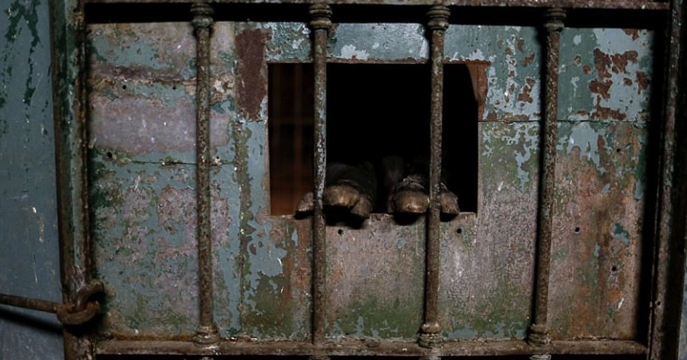 Buenos Aires: Der Zoo ist seit einem Jahr geschlossen, doch viele Tiere sind noch in ihren Käfigen