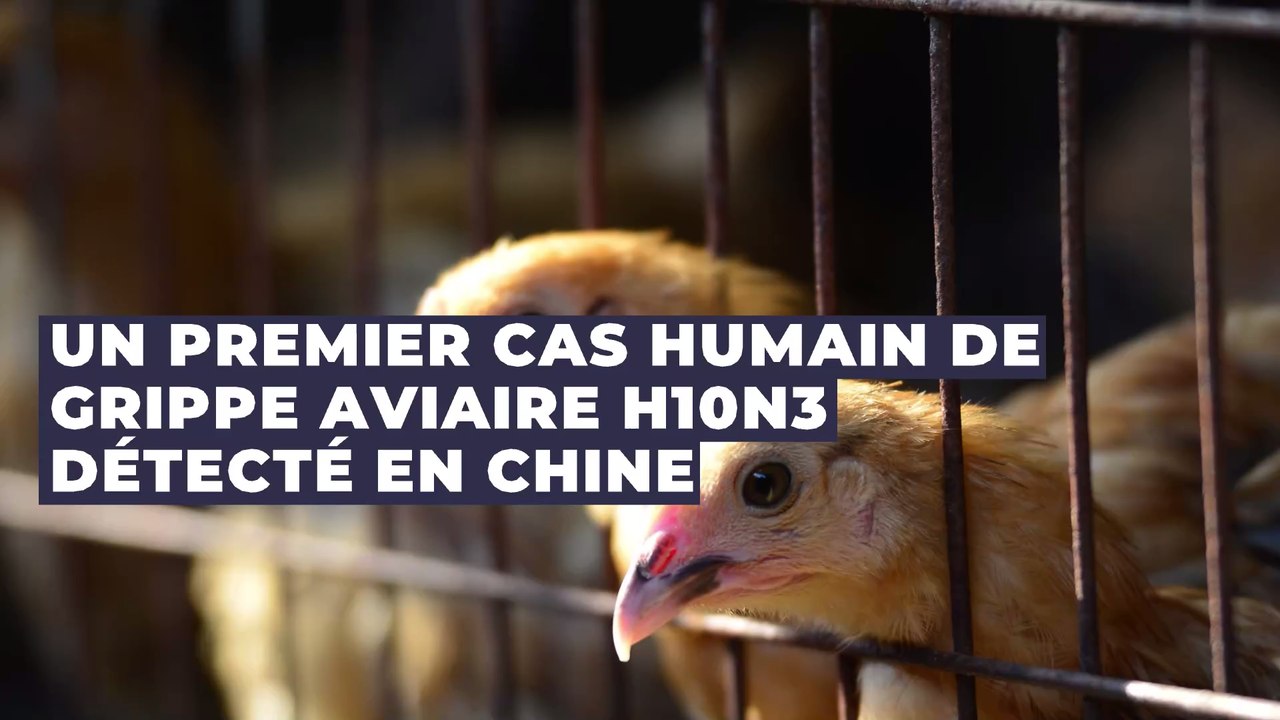 Grippe aviaire H10N3 : un premier cas humain détecté en Chine