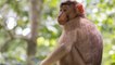 Herpès B du singe : un premier cas mortel repéré en Chine
