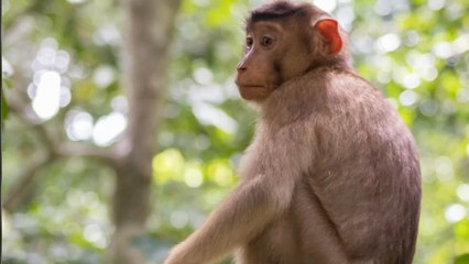 Herpès B du singe : un premier cas mortel repéré en Chine