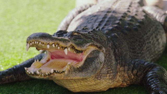 Je pensais que j'allais mourir là : un homme violemment attaqué par un alligator pendant qu’il cherchait des dents de mégalodon