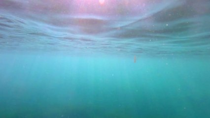 Environnement : ce phénomène qui rend l'eau du littoral atlantique verte inquiète les scientifiques