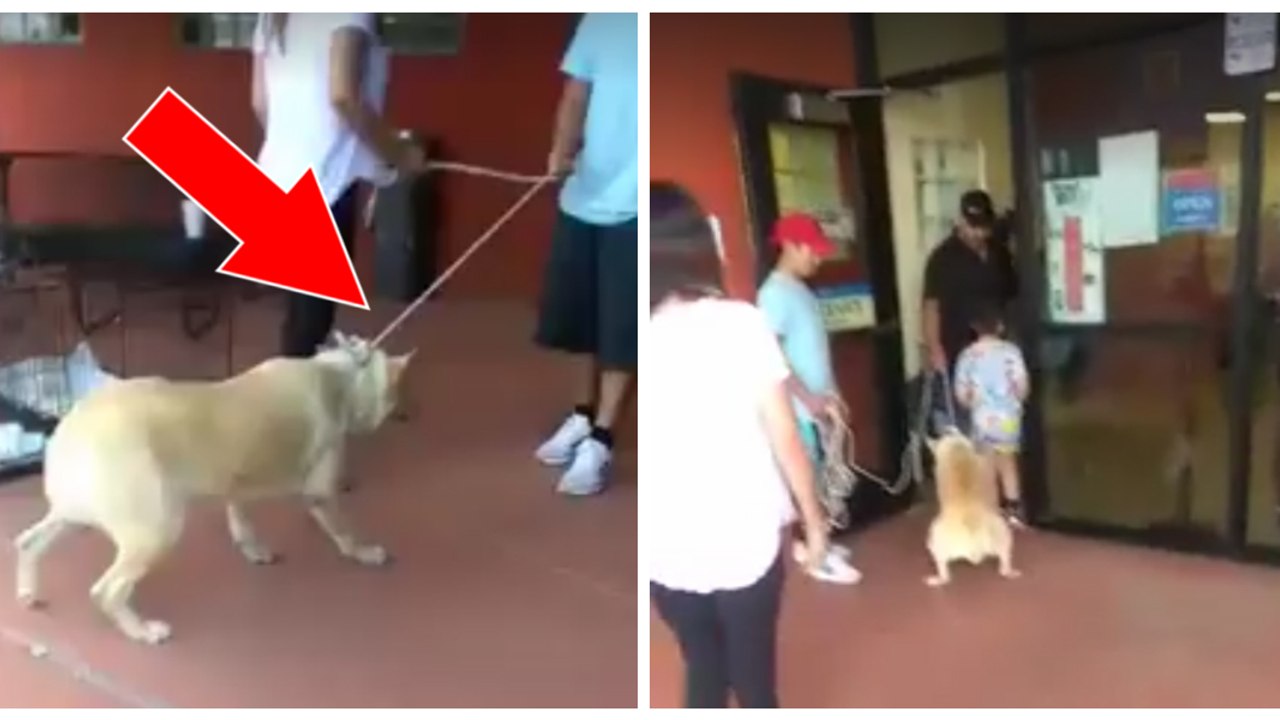 Familie zerrt Hund gewaltsam ins Tierheim