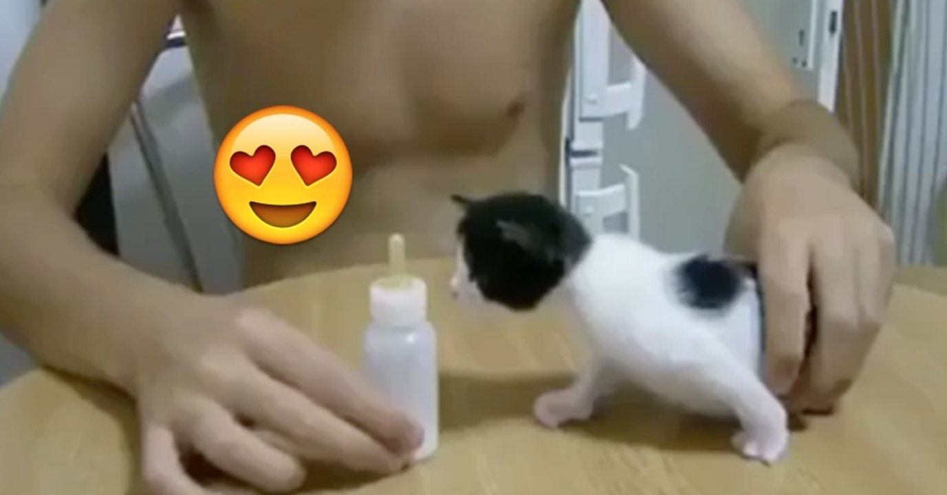 Hungrige Katze wird mit Milch gefüttert