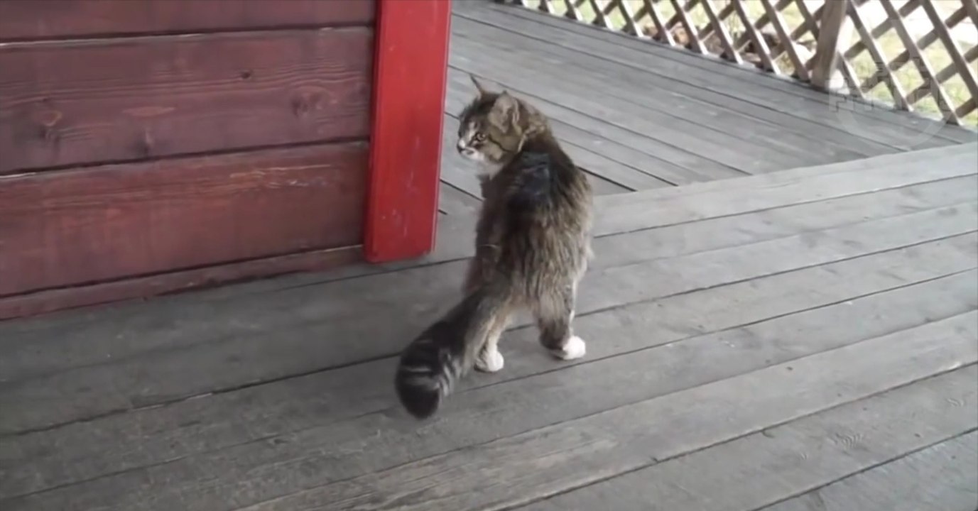 Katze läuft wie ein Pferd