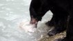 Black Bear Being Picky, Eating Only Caviar