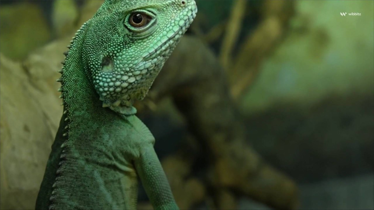 Florida Temperatures Drop, Resulting in 'Falling Iguana' Alert