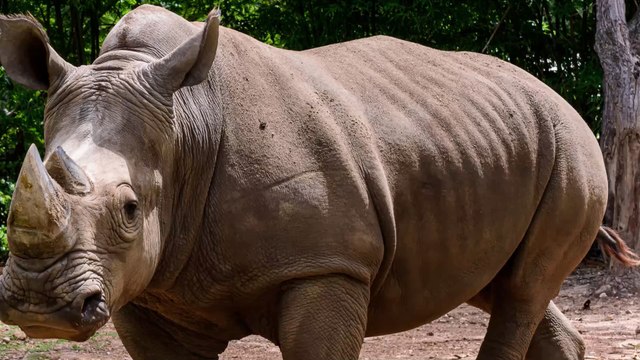 Chine : une nouvelle espèce de rhinocéros géants vient d'être découverte