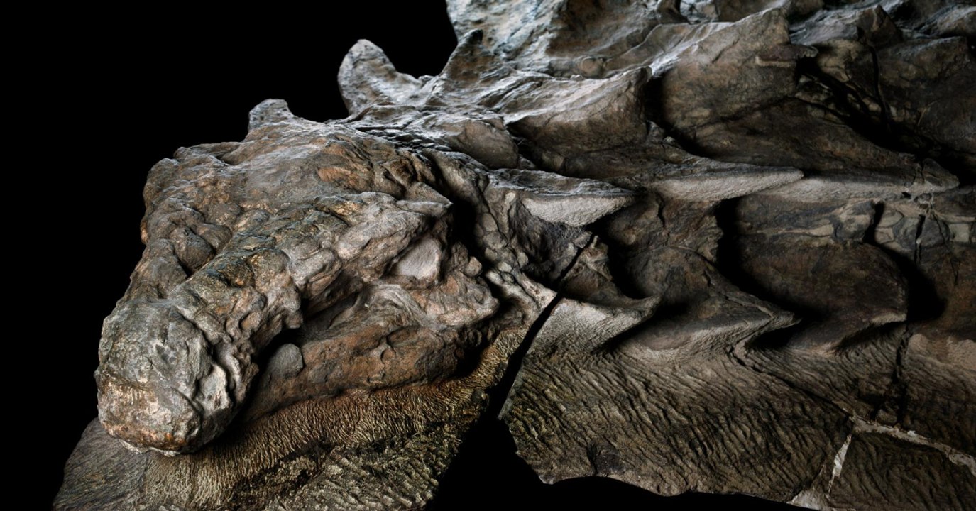 110 Millionen Jahre alter Dinosaurier in Kanada entdeckt