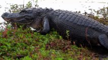 Etats-Unis : elle filme sa rencontre rapprochée avec un alligator