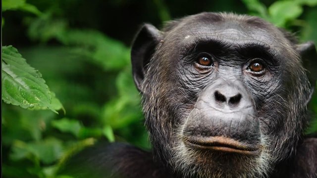 Insolite : les mammifères pourraient respirer par l'anus en cas d'urgence