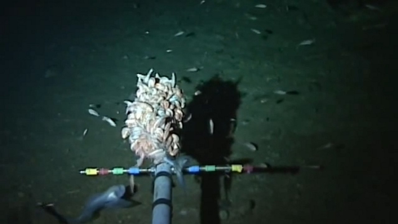 Unbekannte Fischart wird in über 8000 Metern Tiefe entdeckt