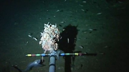 Unbekannte Fischart wird in über 8000 Metern Tiefe entdeckt