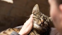Animaux domestiques : une femme attrape une peste pneumonique au contact de ses chats