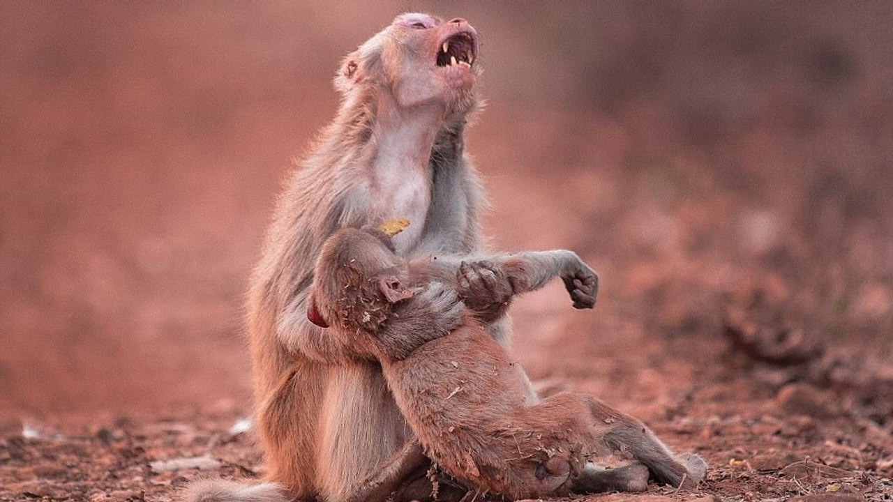 Affen-Mutter weint um ihr scheinbar lebloses Baby