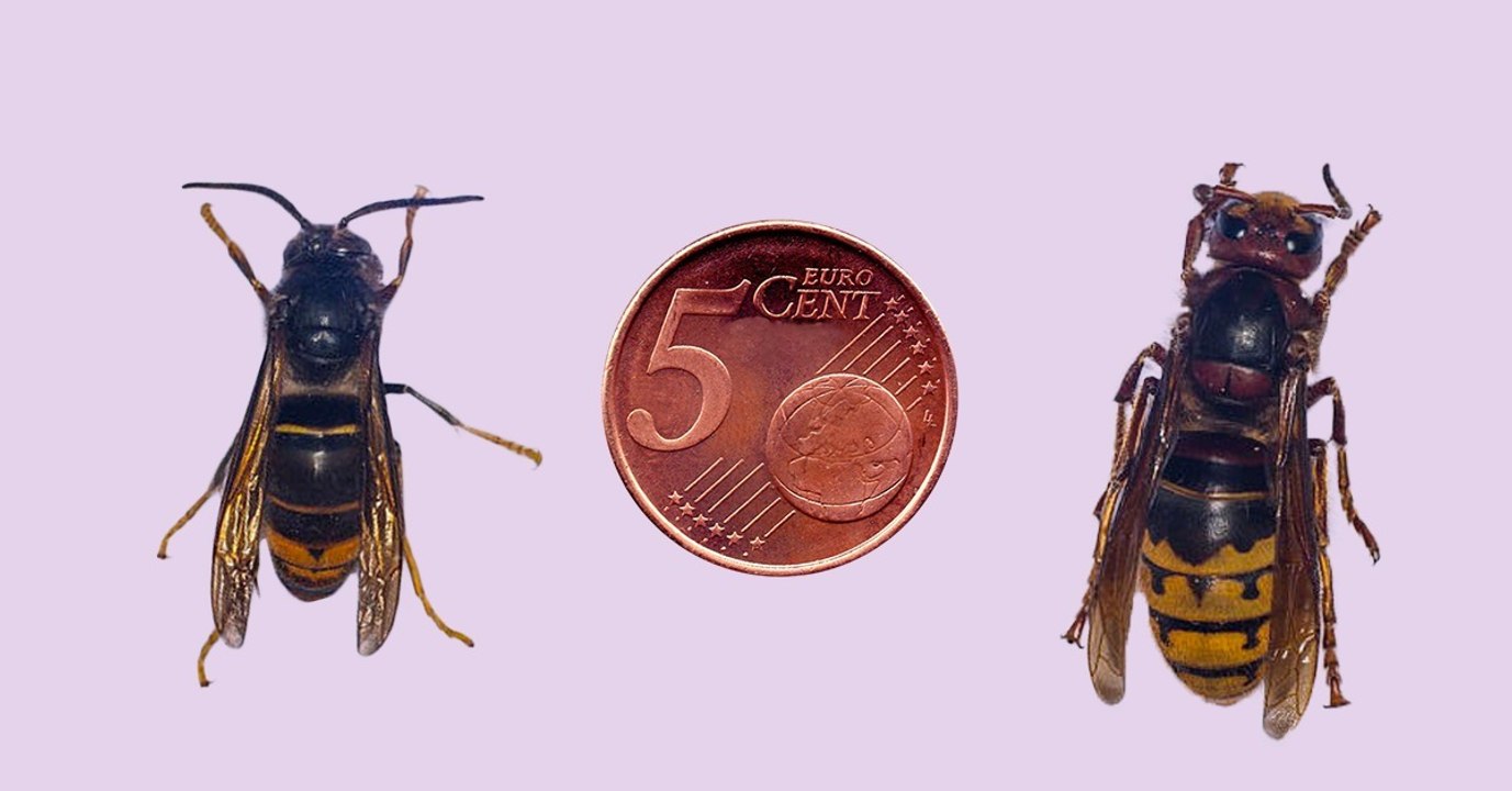 Asiatische Riesenhornisse erobert Europa