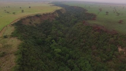 Grands singes d'Afrique : une étude alerte sur la disparition totale de leur habitat