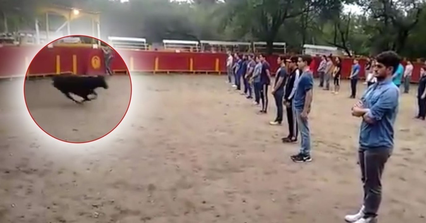 Diese Studenten setzen sich gemeinsam der Gefahr eines Stieres in der Arena aus, um eine Sache zu beweisen (Video)