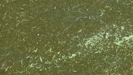 Cyanobactéries : les autorités sanitaires alertent les baigneurs sur leur prolifération en Occitanie