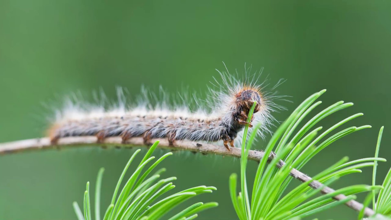Chenilles processionnaires : qu'est-ce que c'est et comment s'en protéger ?