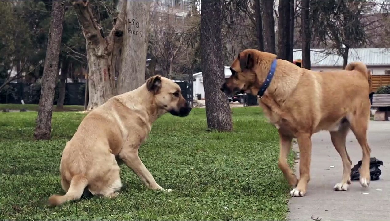 Stray Fragman