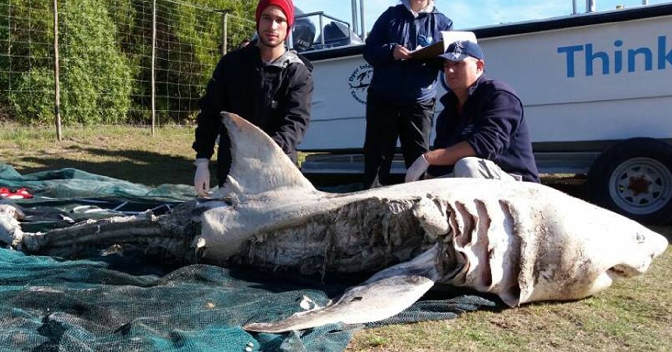 Südafrika: Weiße Haie stranden nach Orka-Angriffen