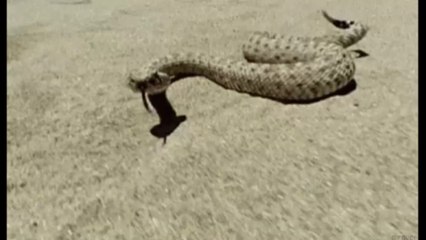 Inde : une nouvelle espèce de serpent découverte grâce à une photo Instagram