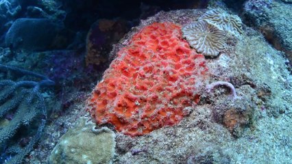 Canada : la plus vieille forme de vie animale aurait été découverte