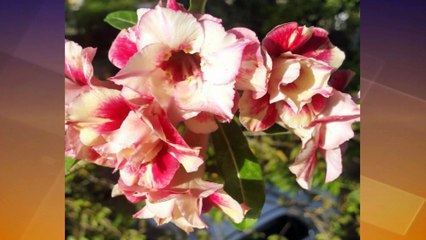 01 NEWS & OPENING - 2ND FEB 2022 TV6 M.E