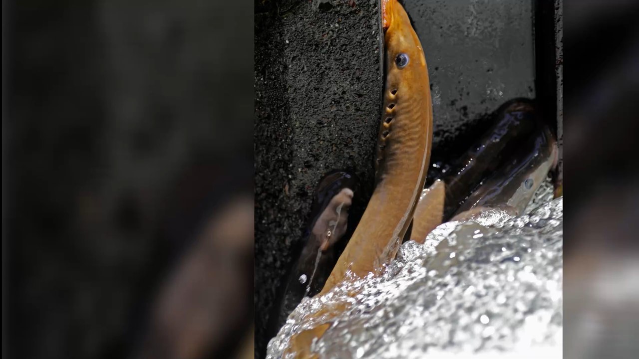 Australie : un "dinosaure suceur de sang" découvert lors d'une visite touristique