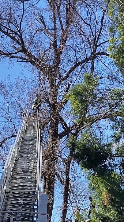 Firefighter Rescues Kitten Stuck in Tree