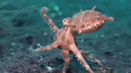 Montpellier : un poulpe colossal de plus de 7 kg pêché par un chasseur sous-marin, un record