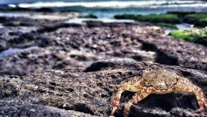 Archéologie : un crabe de l'ère des dinosaures retrouvé piégé dans de l'ambre