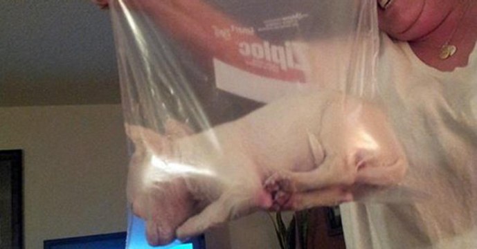 Pour prendre son chiot en photo, cette femme l'a mis dans un sac congélation...