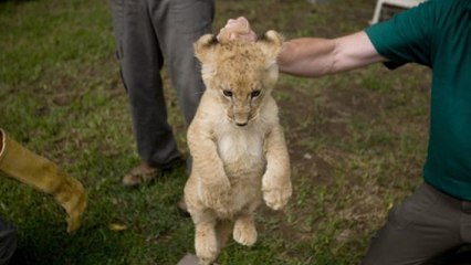 Gaza : les derniers animaux survivants enfin évacués du pire zoo du monde