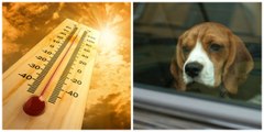 Elle se filme enfermée dans sa voiture en plein soleil pour montrer l'enfer que vivent les chiens délaissés par leur maître