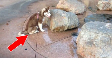 Ce Husky découvre des jets d'eau, mais il ne s'attendait pas à se faire arroser juste en s'asseyant!