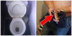 Un enfant tire la chasse d'eau sur son chaton coincé dans la cuvette des toilettes