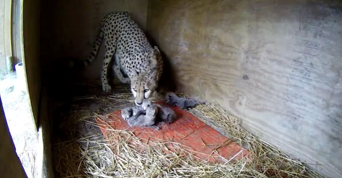 Cette femelle guépard vient de donner naissance à sa toute première portée. Des images rares et exceptionnelles