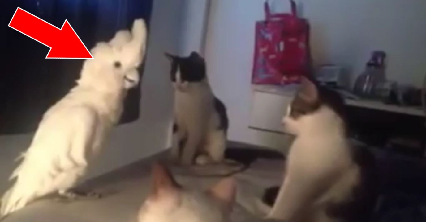 Ce cacatoès imite ses amis chats en miaulant à la perfection!