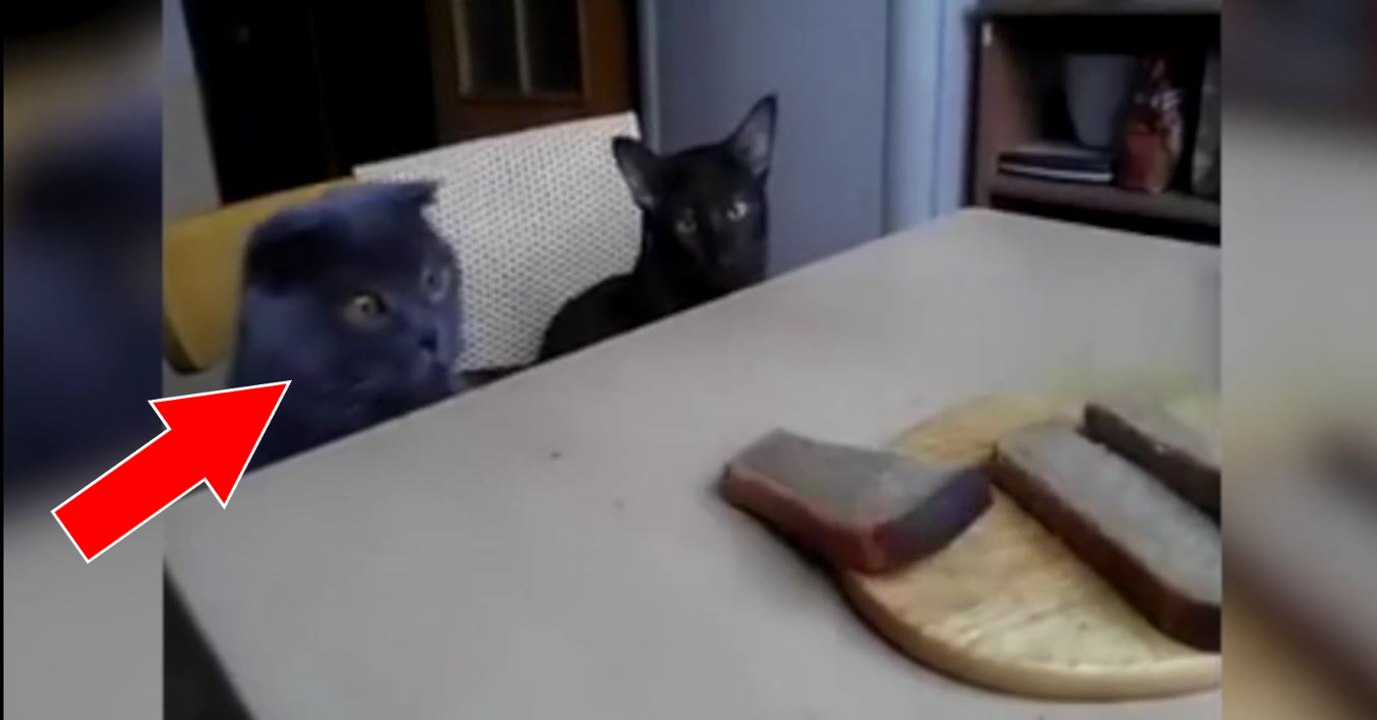 Ces deux chats aimeraient bien voler les tranches de pain restées sur la table