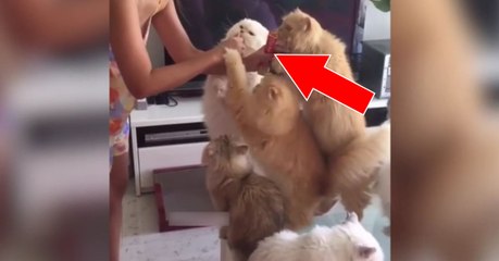 Face à leur friandise préférée, ces chats ne tiennent plus en place!