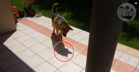 Ce Berger Allemand semble très intrigué par son ombre