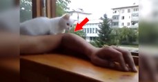 Ce chaton surveille de près le bras de son maître près du rebord de fenêtre...