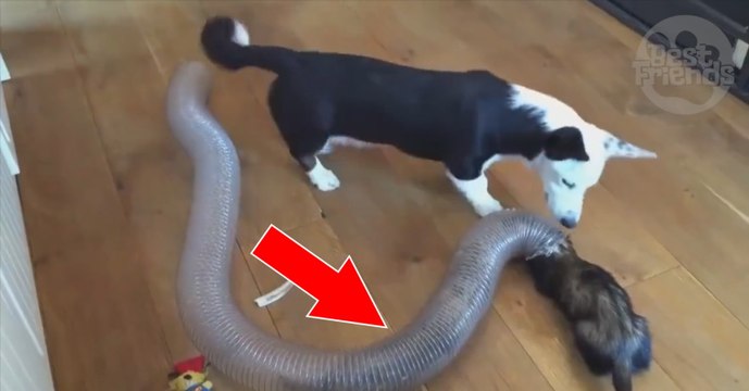 Ce chien s'amuse avec ses deux copains furets