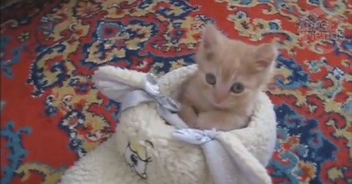 Ce chaton roux a trouvé l'endroit parfait pour faire sa sieste. Vous allez craquer!