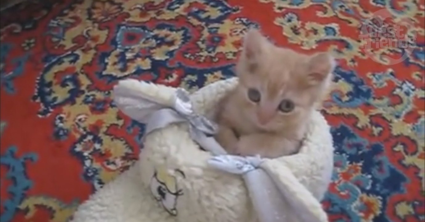 Ce chaton roux a trouvé l'endroit parfait pour faire sa sieste. Vous allez craquer!